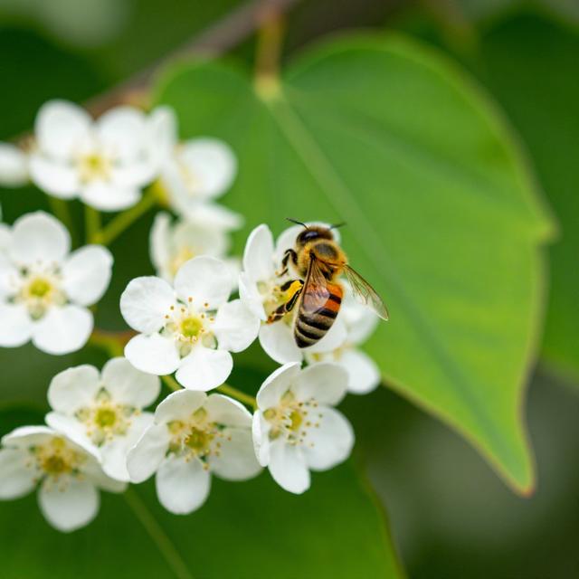 椴树白色小花特写，蜜蜂在花间采蜜，背景虚化呈现绿色心形叶片，微距摄影风格，自然光柔和明亮
